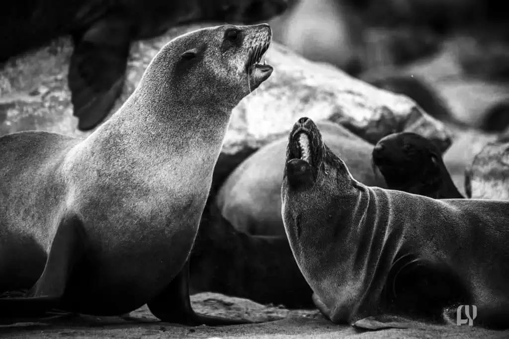 South Africa Seal Vaccinations