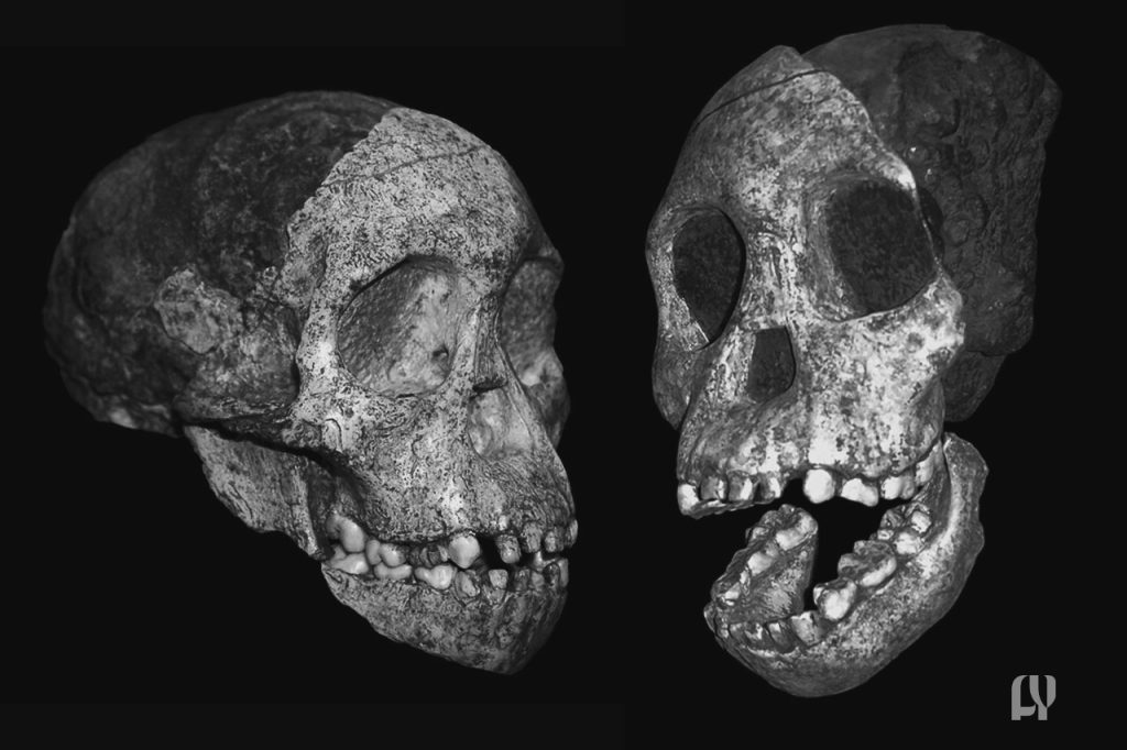 100 Years of Taung Child Colonialism, Human Origins, Science, Africa, Heritage