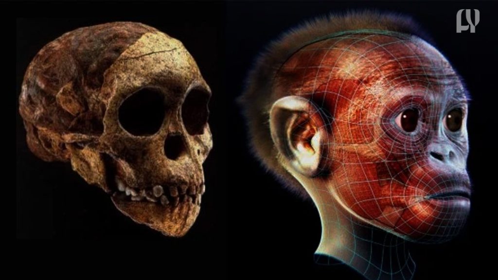 Taung Child Fossil, Africa Origins